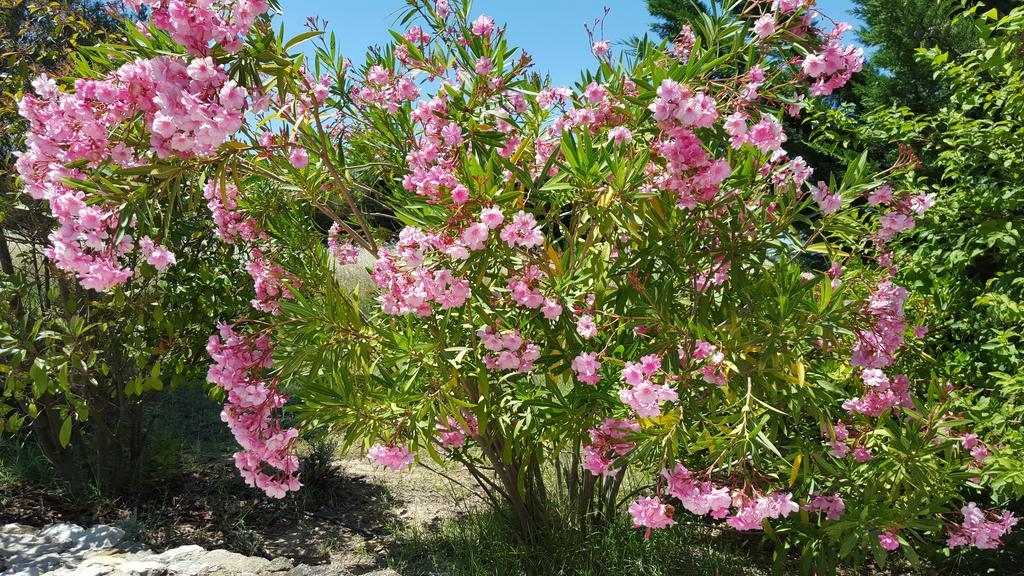 Lamanderie En Provence Bed and Breakfast Alleins Rum bild